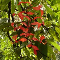 Amherstia nobilis Wall.